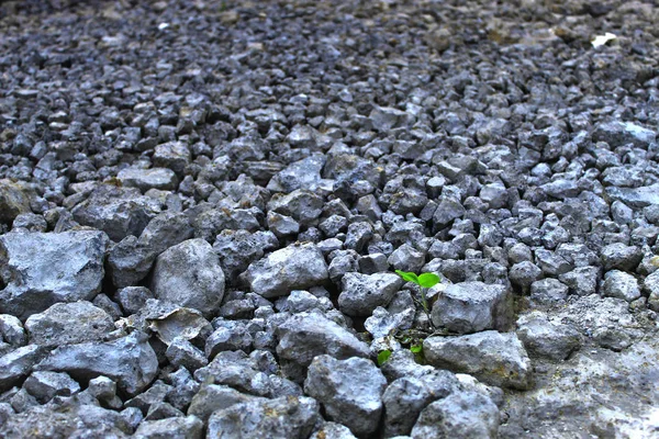 Bunlar büyüyen çimen hayatta kalma taş