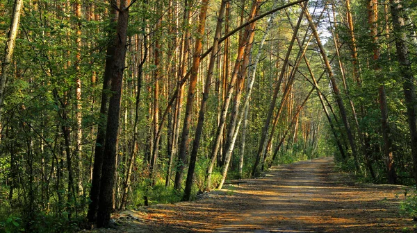 Orman yolu orman ağacındaki erken yürüyüş
