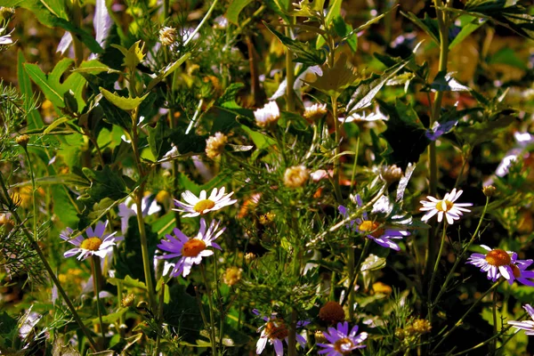 Yalnız daisyn çim arka plan