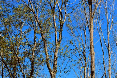 Yaz Ağaçlar gökyüzü güzel doğa mavi gökyüzü