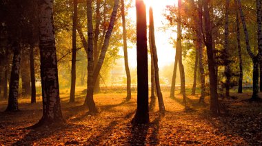 Sabah orman şafak manzara ağaçlar turuncu ışık sonbaharda gündoğumu 