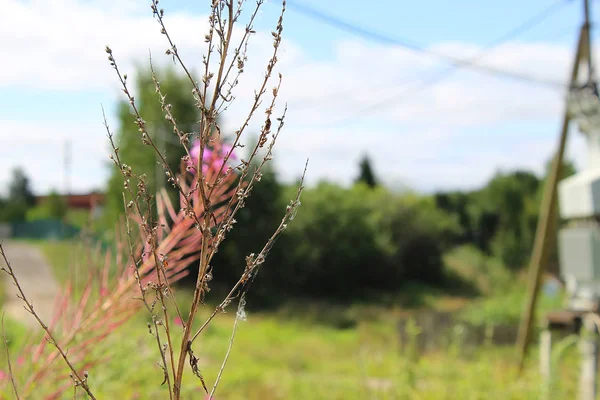 Mavi gökyüzü arka plan üzerinde güzel çiçek yaprakları doğa