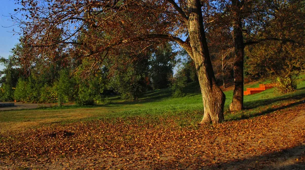 Осень Парке Красивые Утренние Леса Зеленые Деревья Природа — стоковое фото