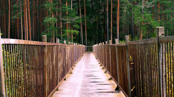 Caminho Através Ponte Floresta Manguezal Floresta — Fotografia de Stock