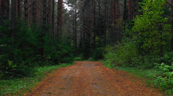 Yol ormandaki sonbahar parkta çok güzel bir sabah orman yeşil ağaçlar doğa