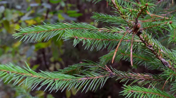 Grön Tall Gren Ett Treen Natur Träd Höst Makro — Stockfoto
