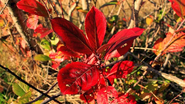 Kırmızı sonbahar yaprakları bir arka plan üzerinde güzel doğa 