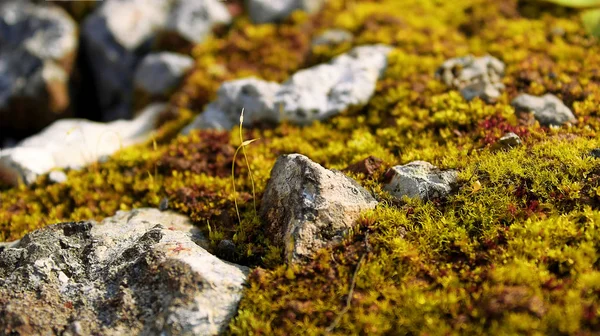 Makro moss sonbahar akşam günbatımı güzellik doğada taş