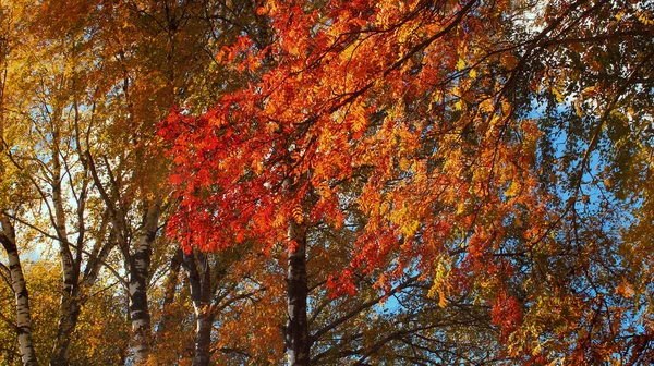 Sonbahar güzel ağaçlar doğada Altın Sonbahar akçaağaç yaprakları