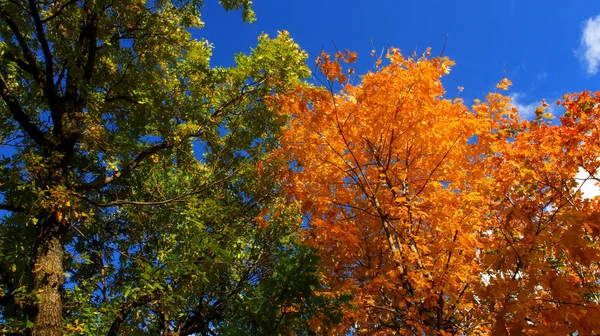 Sonbahar yeşil ve sarı ağaç doğa güzel altın sonbahar akçaağaç yaprakları