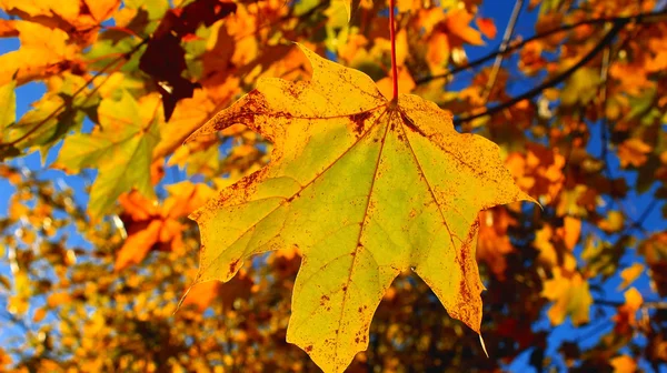 Altın Sonbahar Akçaağaç Sonbahar güzellik doğa bırakır 