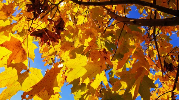 Maple Golden autumn maple leaves in autumn beautiful nature blue sky