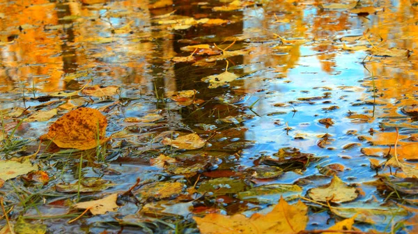 Golden Fall Autumn Leaves Water Lake Beautiful Nature — Stock Photo, Image