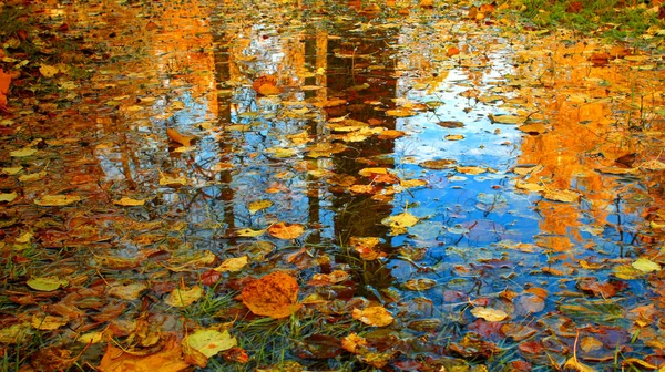 Golden Fall Pond Autumn Leaves Water Aqua Lake Beauty Nature — Stock Photo, Image