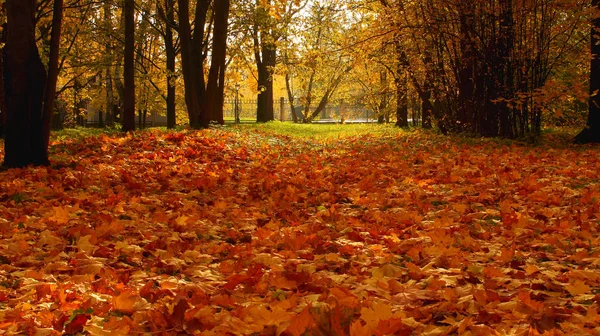 Goldener Herbst Ahorn Verlässt Naturpark Schöne Landschaft Oktober — Stockfoto