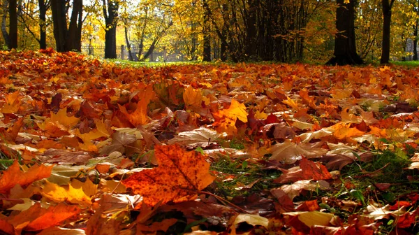 Altın Sonbahar akçaağaç doğa park güzel manzara sonbahar yaprakları