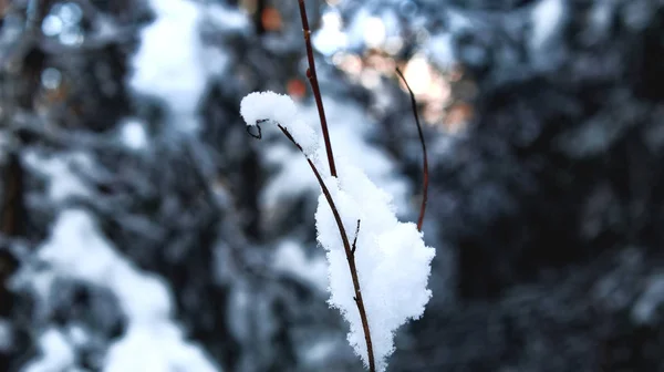 Şube doğal arka plan gündoğumu kış ilk karda ormanda güzel görüntülemek