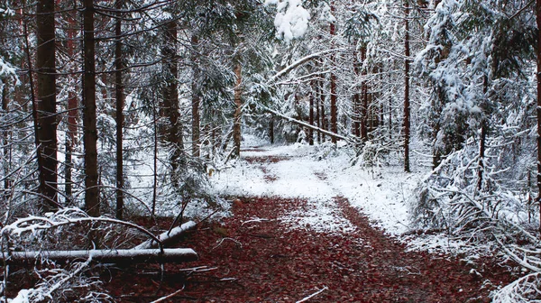 Kış orman yolu kırmızı yaprakları yeşil ağaç beyaz kar güzel doğa manzara
