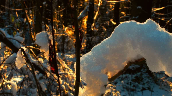 İlk şube doğal arka plan gündoğumu orman kışın karda