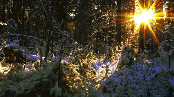 Ağaçlar doğal arka plan gündoğumu orman kış manzara ilk kar