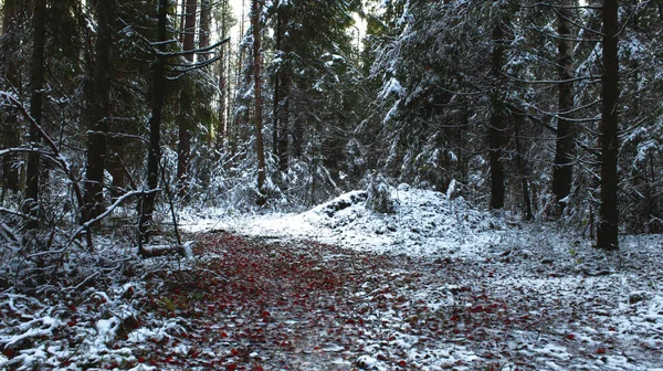 Winter Forest Weg Rode Bladeren Groene Boom Witte Sneeuw Prachtige — Stockfoto