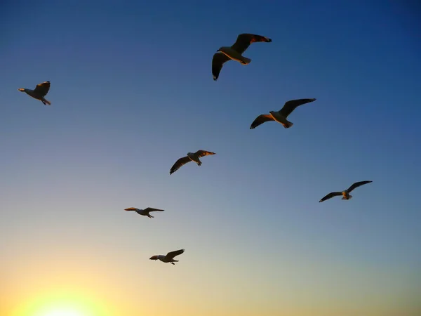 Aves Voladoras Durante Puesta Del Sol Con Fondo Azul Del —  Fotos de Stock
