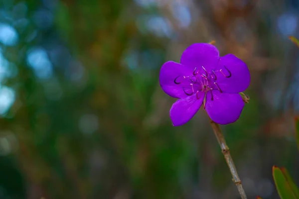 Vista Perto Pequena Flor Violeta Roxa — Fotografia de Stock