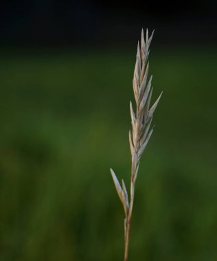 Bulanık yeşil çim arka plan karşı izole tek yabani ot