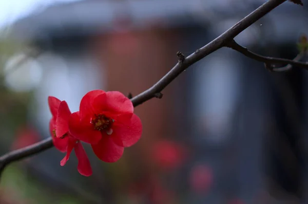 Small Pink Flowers Branch Blurred Natural Background — Stock Photo, Image