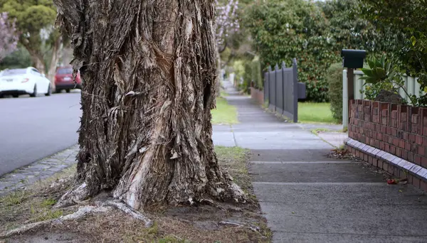 Árbol Enorme Con Tronco Pelado Lado Senda Peatonal — Foto de Stock