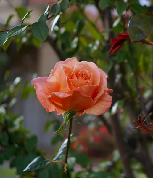 Close View Rose Orange Color — Stock Photo, Image