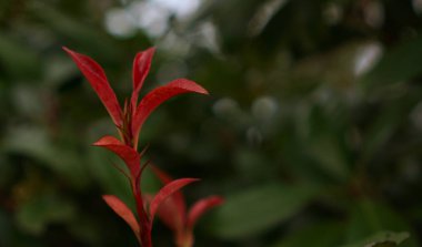 Kırmızı yaprak alev ağacı robusta bitki görünümünü kadar kapatın