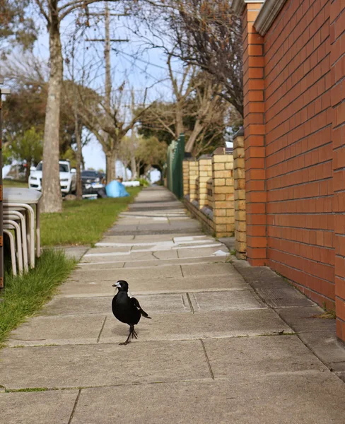 Pájaro Urraca Australiano Caminando Por Sendero Peatonal —  Fotos de Stock