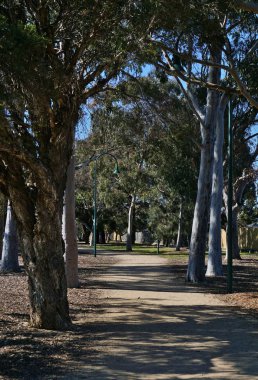 Forrest yolundaki gündüz güneşli gün boyunca