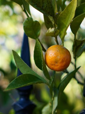 Mandalina meyve hala ağaca bağlı görünümünü kapat