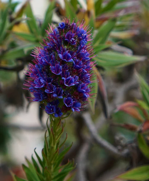 紫青色の花を咲かせてのクローズ アップ表示 — ストック写真