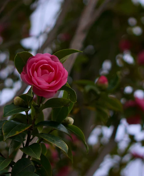 Flor Manteiga Persa Rosa Florescente — Fotografia de Stock