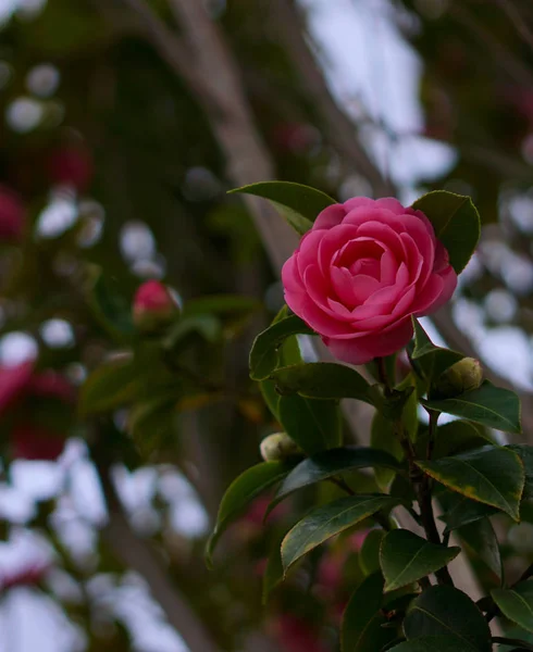 Floraison Rose Persan Buttercup Fleur — Photo