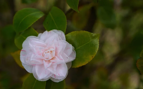 Bleke Roze Bloem Dat Lijkt Roos — Stockfoto