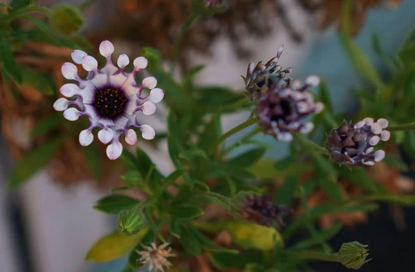 Vista Perto Trailing African Daisy Flower Cor Violeta Pálida — Fotografia de Stock