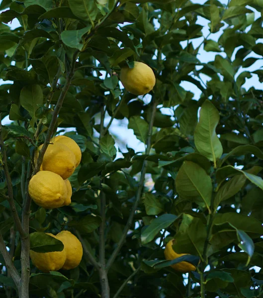 Close Olhar Limões Árvore Limão — Fotografia de Stock