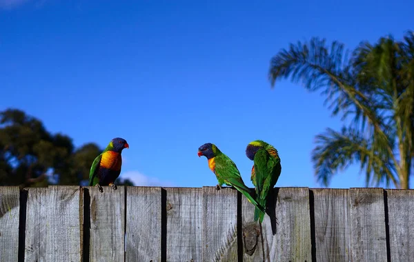 Tres Loros Coloridos Valla Madera Contra Fondo Azul Del Cielo — Foto de Stock