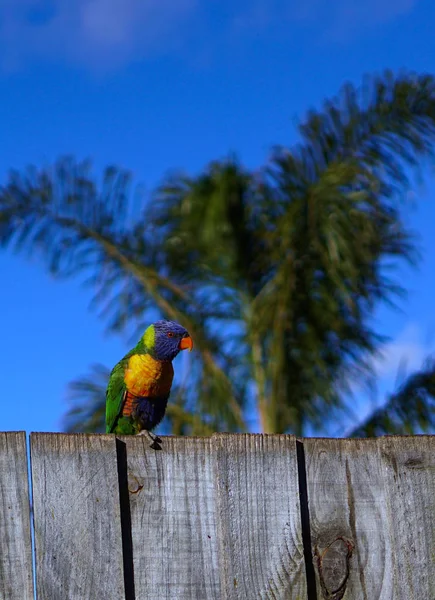 Bunter Papagei Auf Der Linken Seite Mit Palme Und Blauem — Stockfoto