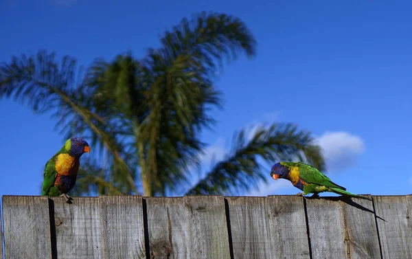 Dvě Barevné Papoušky Palm Tree Modrá Obloha Pozadí — Stock fotografie
