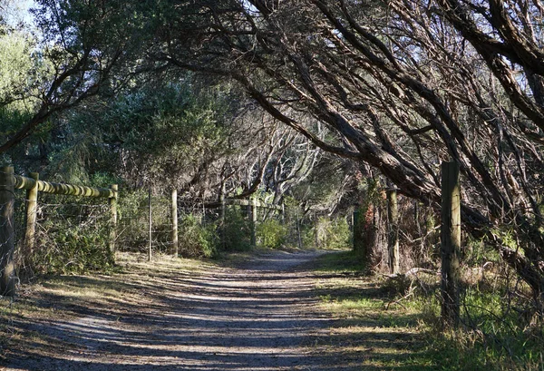Walking Path Forrest Daytime Sunny Day — Stock Photo, Image