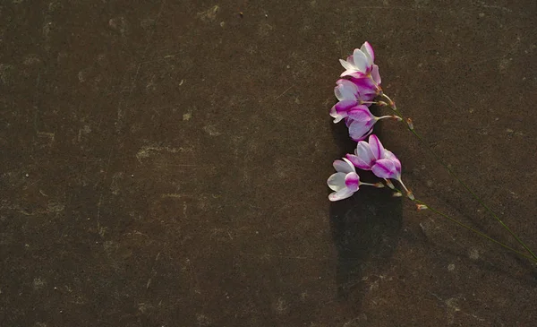 たっぷりプレーンの暗い茶色の墓石に野生の紫色の白い花があなたのメッセージのためのスペースをコピーします — ストック写真