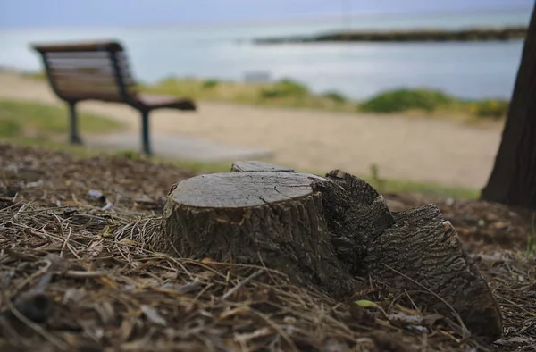 Close View Tree Stump Blurred Empty Bench Sea Background — Stock Photo, Image