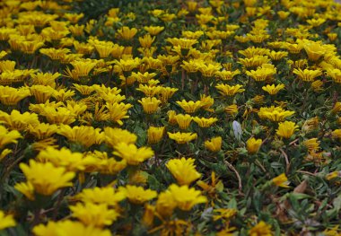 Küçük sarı çiçek alan