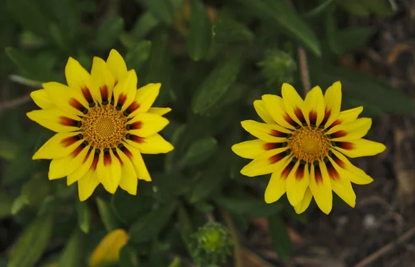 Nahaufnahme Von Kleinen Wildgelben Blüten Die Wie Sonnenblumen Aussehen — Stockfoto