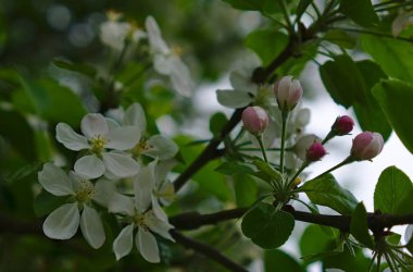 Çiçek tomurcukları beyaz çiçek çiçekler ve yeşil yaprakları ile çevrili görünümünü kapat